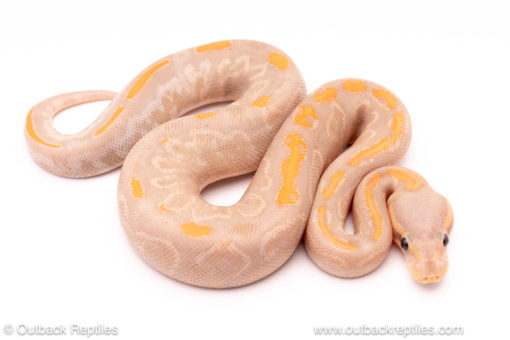 banana black pastel yb ball python for sale