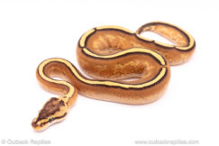 Super stripe ball python for sale