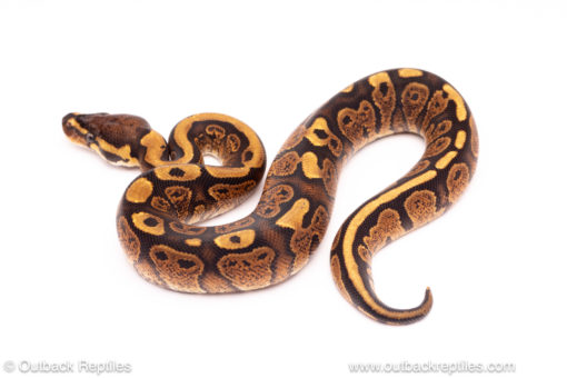 YB red stripe ball python for sale