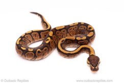 YB red stripe ball python for sale