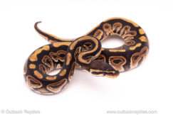 Black pastel het panda pied ball python for sale