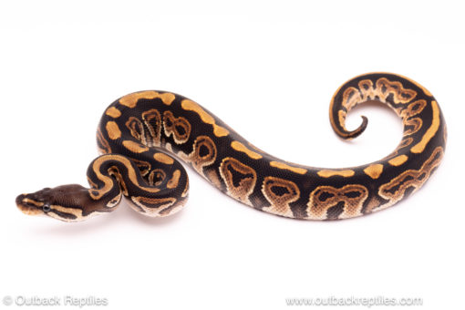 black pastel het panda pied ball python for sale