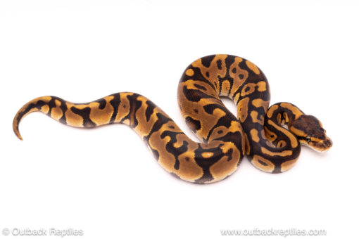 cypress leopard het clown ball python for sale