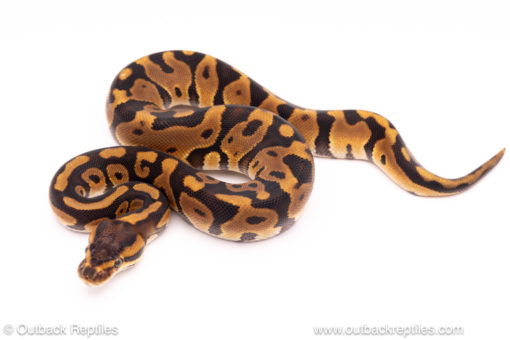 Cypress leopard het clown ball python for sale