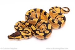 enchi het clown ball python for sale