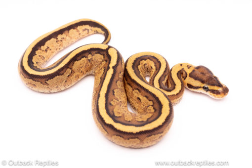 super stripe ball python for sale