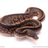 Black Pastel Cinder ball python for sale
