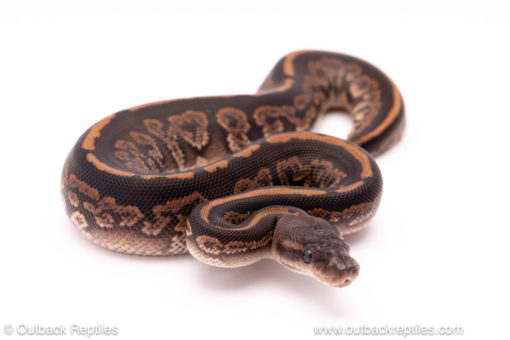 Black Pastel Cinder ball python for sale