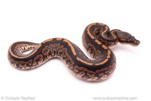 Black Pastel Cinder ball python for sale