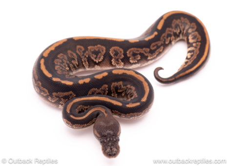 Black Pastel Cinder ball python for sale