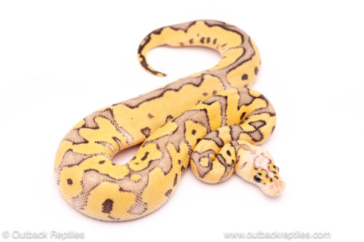 Killer clown OD fire ball python for sale