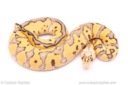 Killer clown OD fire ball python for sale