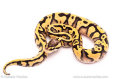 Pastel yb od ball python for sale