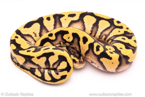 Pastel yb od ball python for sale