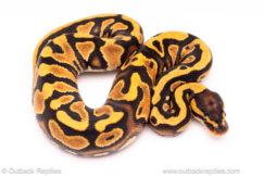 OD YB ball python for sale