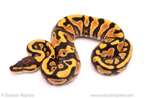 OD YB ball python for sale