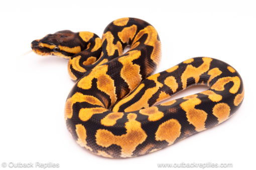 OD YB ball python for sale