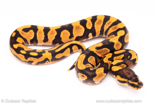 OD YB ball python for sale