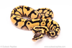 Firefly YB ball python for sale