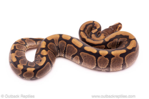 Cinder Woma ball python for sale