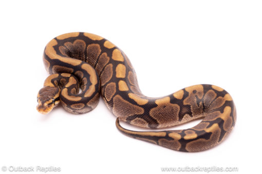 Cinder woma ball python for sale