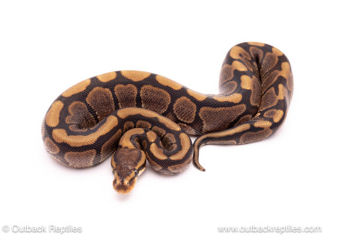 Cinder woma ball python for sale