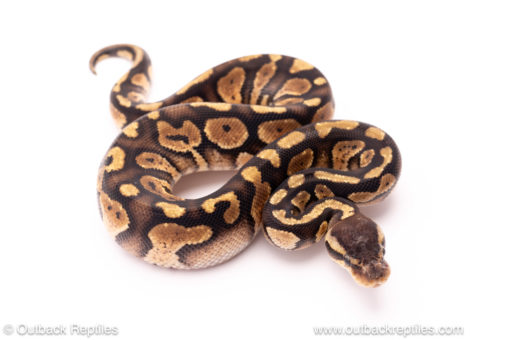 ball python for sale