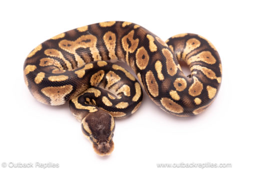 ball python for sale