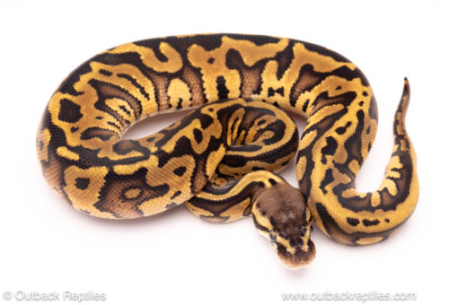 pastel leopard red stripe ball python for sale