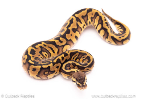 pastel leopard red stripe ball python for sale