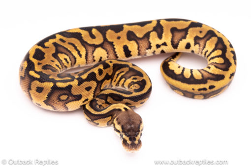 pastel leopard red stripe ball python for sale