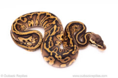 pastel leopard red stripe ball python for sale