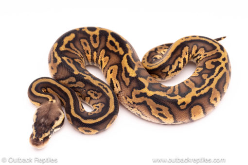 pastel leopard red stripe ball python for sale