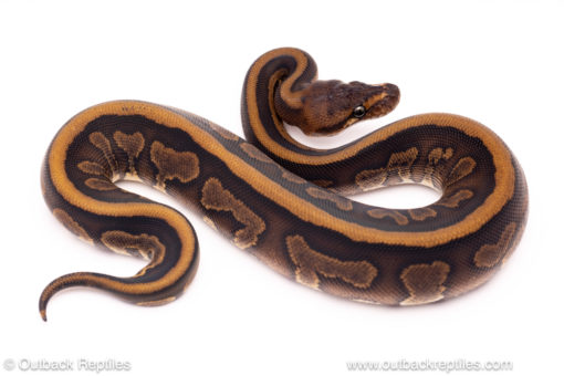 Cinder leopard red stripe ball python for sale