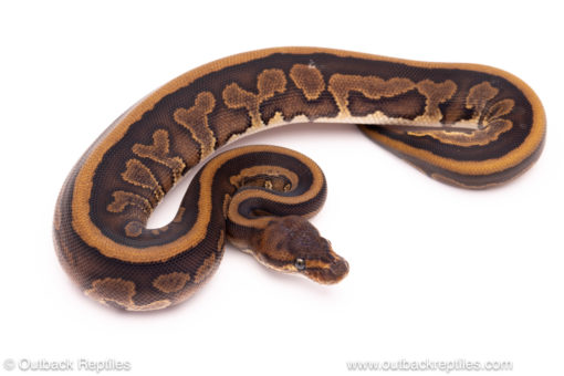 Cinder leopard red stripe ball python for sale