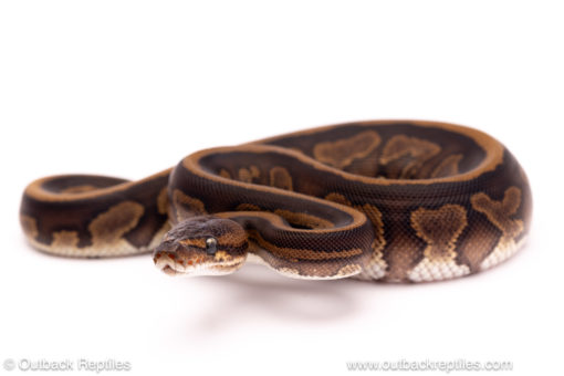 Cinder leopard red stripe ball python for sale