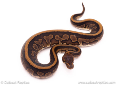 Cinder leopard red stripe ball python for sale