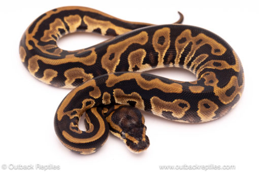 leopard red stripe ball python for sale