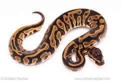 leopard red stripe ball python for sale