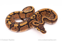 red stripe ball python for sale