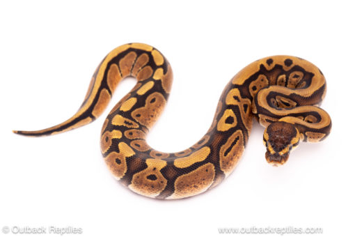 red stripe ball python for sale