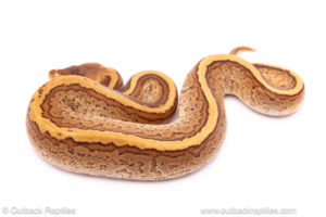 Cypress pinstripe YB ball python for sale