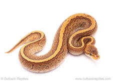 Cypress Pinstripe YB ball python for sale