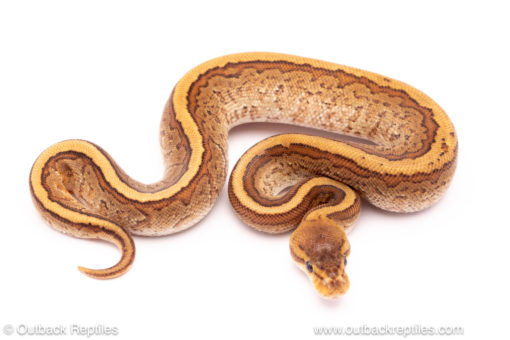 Cypress Pinstripe YB ball python for sale