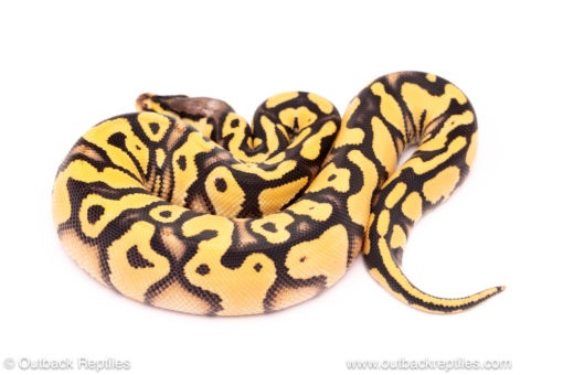 Pastel OD YB ball python for sale