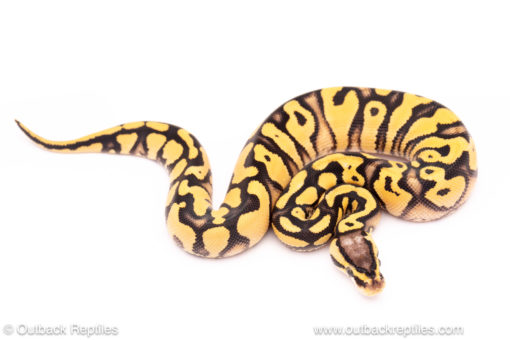 Pastel OD YB ball python for sale