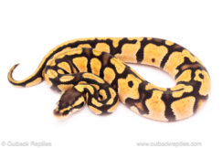 Pastel OD ball python for sale