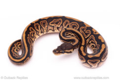 Black Pastel het pied Ball python for sale