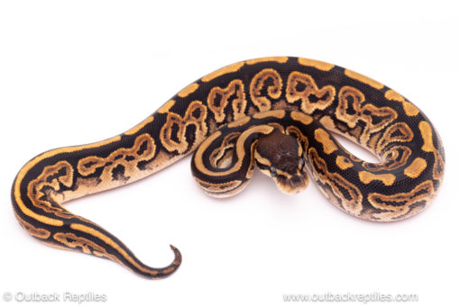 Black Pastel het pied Ball python for sale