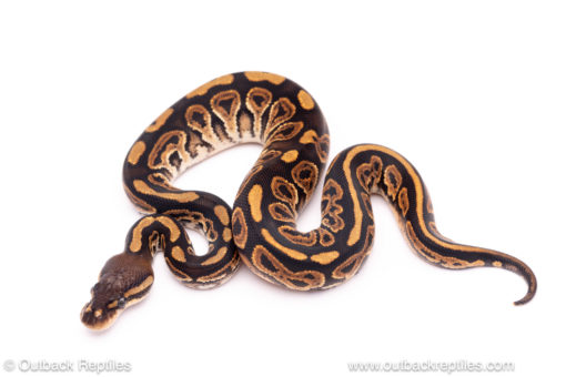 Black Pastel het pied Ball python for sale